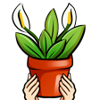 Cartoon Kolo's hands holding up a red plant pot with a peace lily planted inside it.